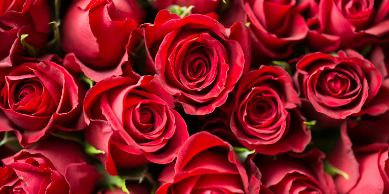 2825 Rosen zum valentinstag